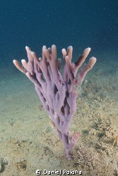 Violet finger sponge glowing in the murky waters of Mahur... by Daniel Poloha 